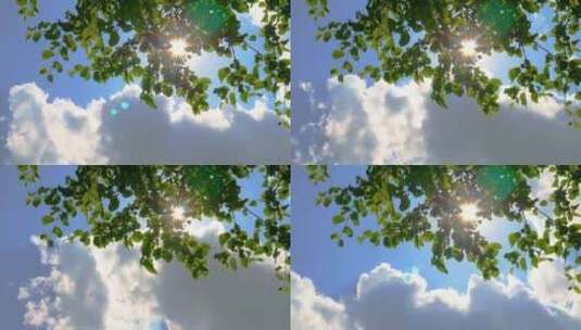 蓝天白云背景下阳光穿透树叶高清在线视频素材下载