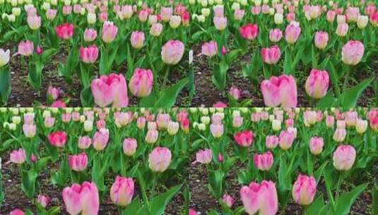 春天盛开的郁金香花海高清在线视频素材下载