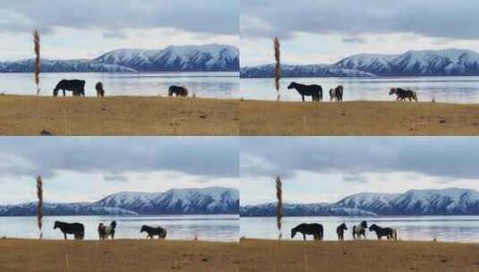 户外马匹在雪山湖泊草原高清在线视频素材下载