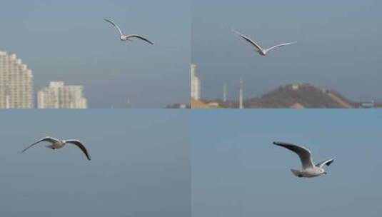 迎面飞来的海鸥高清在线视频素材下载