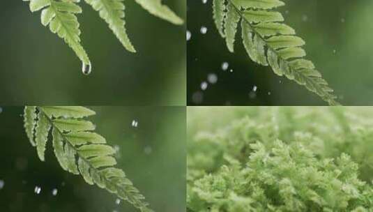 高速慢镜头水滴雨滴从绿叶上滴落滑落高清在线视频素材下载