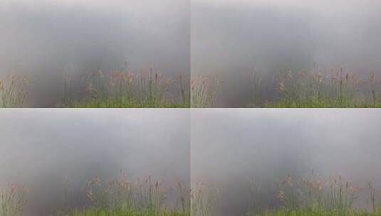 清晨，雾在湖面上移动。棕色禾本科的绿色草高清在线视频素材下载