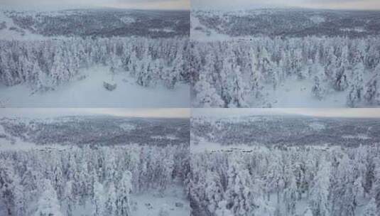 芬兰拉普兰北极圈雪松景观的无人机俯视图高清在线视频素材下载