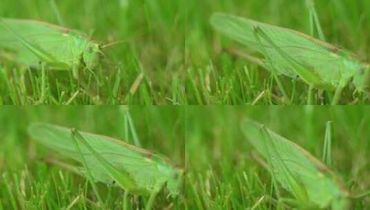 绿色草地上的大蚱蜢高清在线视频素材下载