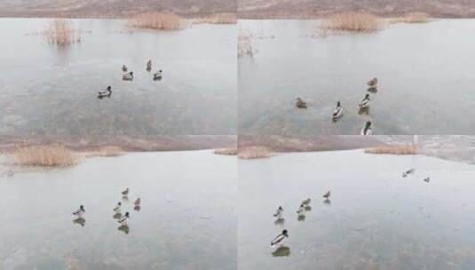 冬天的野鸭在冰冻湖面上行走高清在线视频素材下载