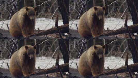 4K雪山棕熊柯莫德熊高清在线视频素材下载