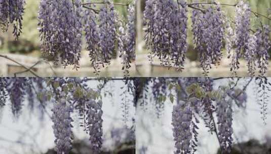 5K-紫藤花开，风中摇曳紫藤花，春暖花开高清在线视频素材下载