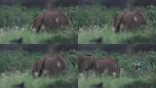 草原大象象群高清在线视频素材下载