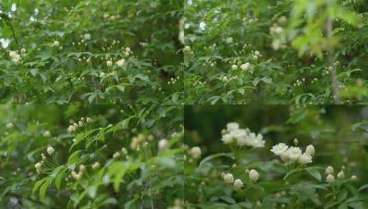 木香花雪白盛放春光高清在线视频素材下载