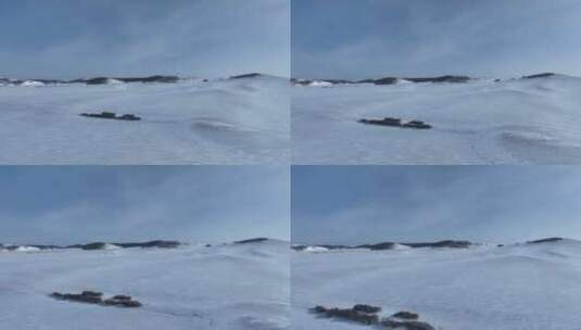 呼伦贝尔大雪原白雪皑皑高清在线视频素材下载