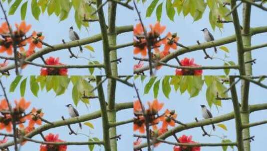 小鸟站在树枝上鸟语花香木棉花高清在线视频素材下载