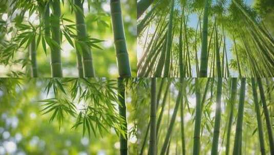 4k竹唯美绿色竹林清新写实竹叶竹子高清在线视频素材下载