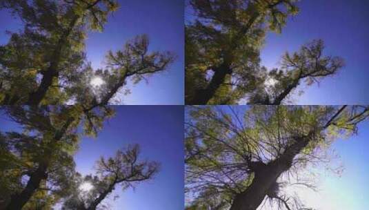 北方春天的柳树高清在线视频素材下载