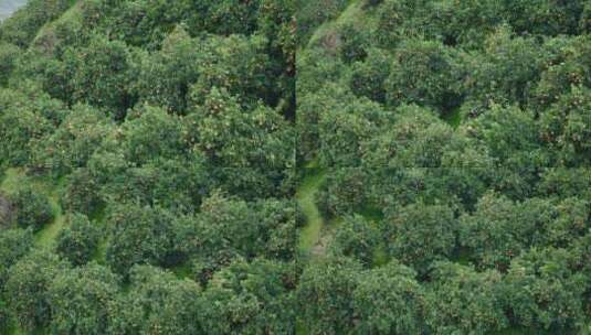 橙子水果果园种植基地高清在线视频素材下载