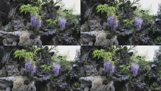 园林美丽紫藤花开高清在线视频素材下载