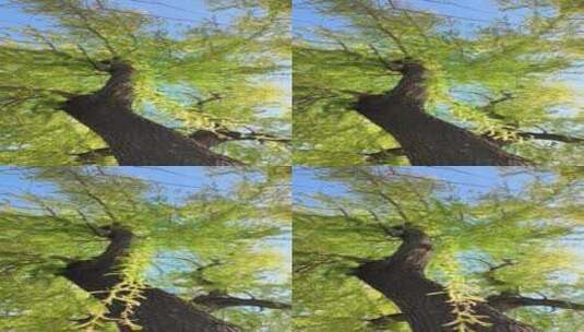 春天垂柳柳树生长绿色发芽仰视特写高清在线视频素材下载