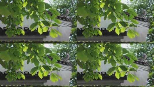 阳光下的唯美阳光树叶高清在线视频素材下载