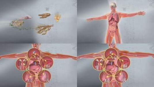 中药强身健体 修复五脏六腑 心肝脾胃肾高清在线视频素材下载