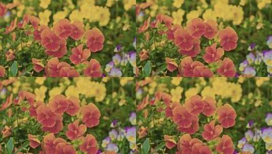 植物花的特写镜头高清在线视频素材下载