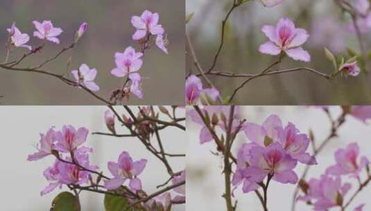 紫荆花开高清在线视频素材下载