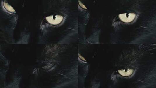 横版霸气眼神黑猫高清在线视频素材下载
