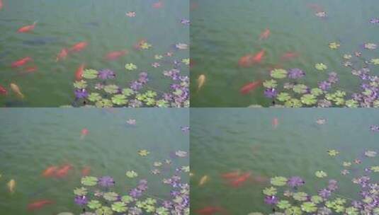 夏天池塘里的锦鲤和睡莲高清在线视频素材下载