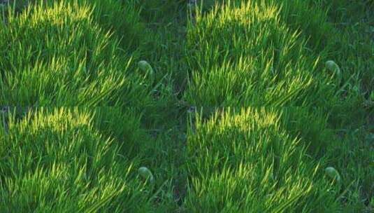 夏季早晨阳光下的绿色小草高清在线视频素材下载