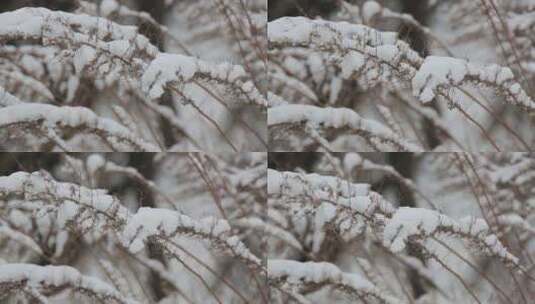 雪中的野草高清在线视频素材下载