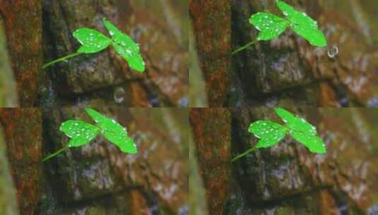 春天春雨中的三叶草慢镜头高清在线视频素材下载