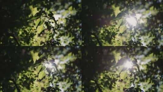 阳光透过树叶01高清在线视频素材下载