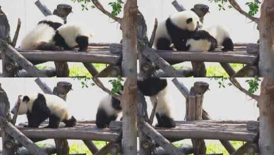 两只可爱的大熊猫幼崽一起打架摔跤玩耍高清在线视频素材下载