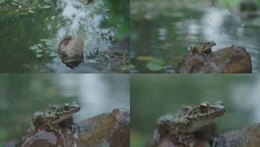 青蛙慢动作01高清在线视频素材下载