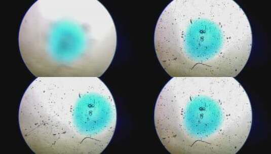 显微镜观察蓝色晶状序脉高清在线视频素材下载
