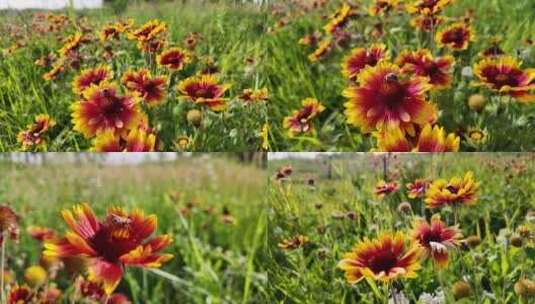 花草 蜜蜂 夏天蜜蜂采蜜 意境 夏季 花海高清在线视频素材下载