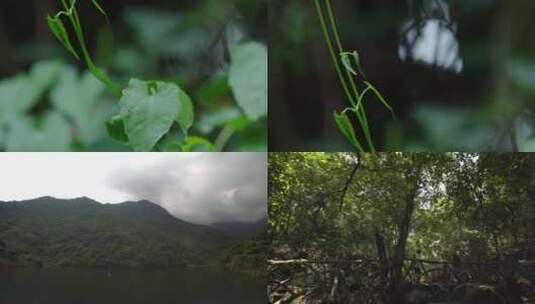 深圳梧桐山绿色生态高清在线视频素材下载