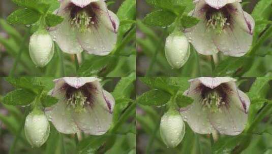 雨中的花朵高清在线视频素材下载