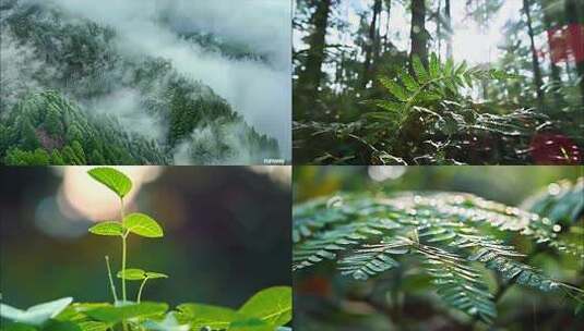 森林清晨树林阳光大自然生态植物树叶风景风高清在线视频素材下载