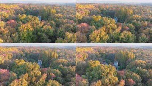 南京秋天 音乐台 中山 钟山风景区高清在线视频素材下载