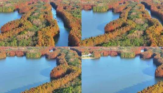 上海奉贤海湾国家森林公园  奉贤湿地公园高清在线视频素材下载