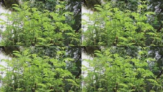 绿色植物枝叶特写高清在线视频素材下载