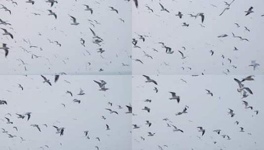 4K海边飞翔的海鸥高清在线视频素材下载