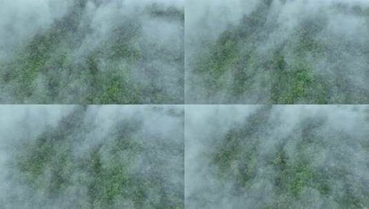 俯瞰云雾缭绕的森林高清在线视频素材下载