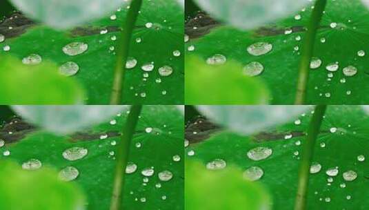 雨后荷叶上的露水珠高清在线视频素材下载