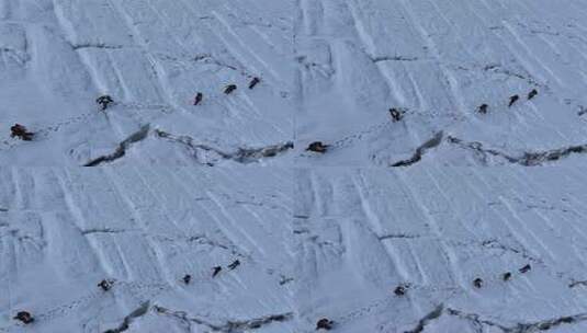 航拍攀登四川第二高峰中山峰冰川上的登山队高清在线视频素材下载