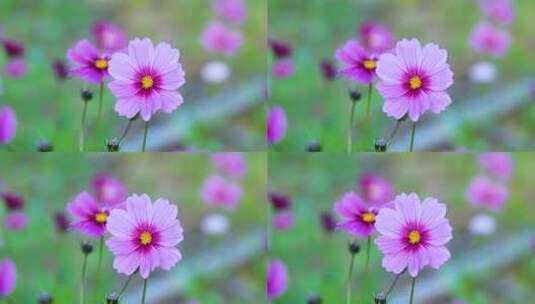 格桑花合集 格桑花海 野花盛开 格桑花升格高清在线视频素材下载