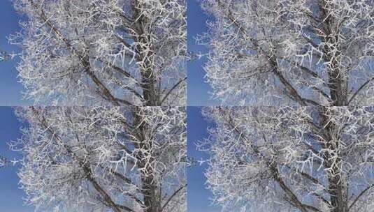 雾凇雾柳特写 静止画面雪花飘落高清在线视频素材下载