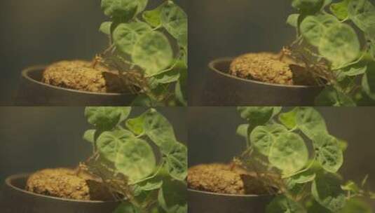 盆栽植物生长微距高清在线视频素材下载