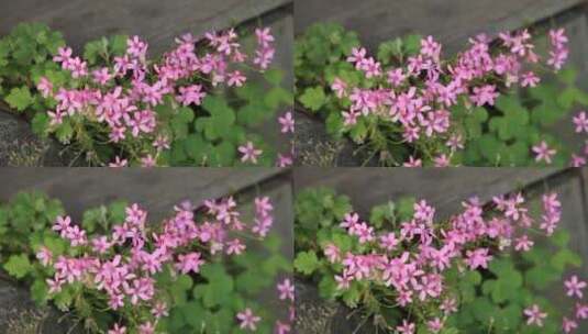 粉红色花朵高清在线视频素材下载