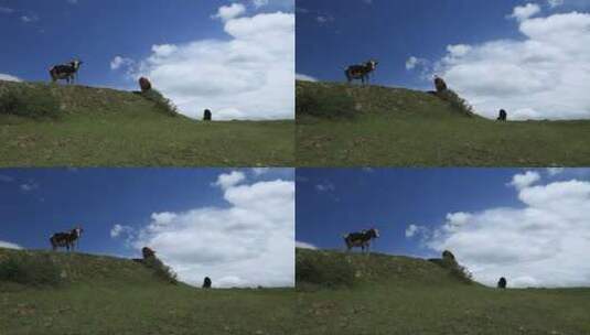 甘孜阿坝 大草原 低角度 黄牛 奶牛高清在线视频素材下载