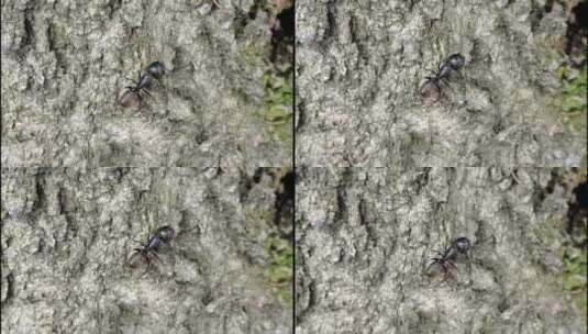 树洞边的日本弓背蚁高清在线视频素材下载